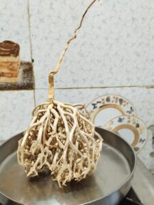 1.Kaff maryam original dried form