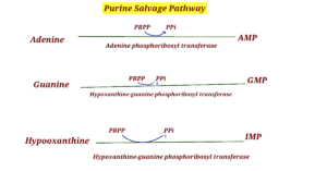 purine salvage pathway