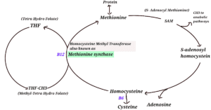 Methionine Synthase in vit B12