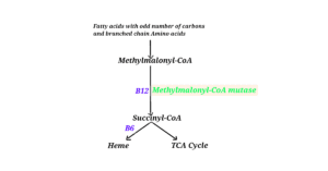 Methyl malonyl-CoA mutase