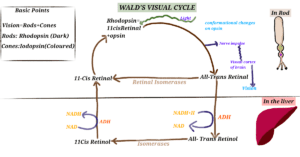  WALD'S VISUAL CYCLE