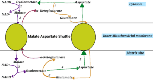 Malate Aspartate shuttle