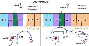 lac operon