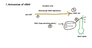 activation of tRNA
